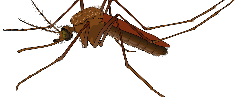 2000px-Mosquito_female.svg