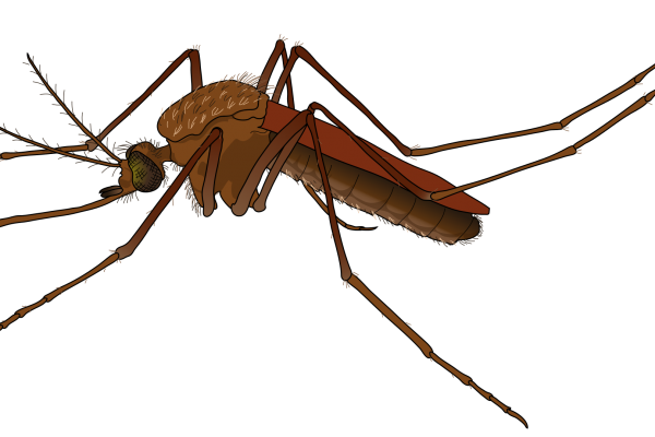 2000px-Mosquito_female.svg