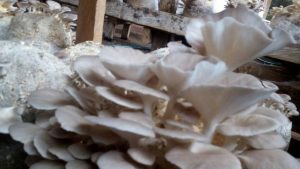 Knowledge Creation in an African Village